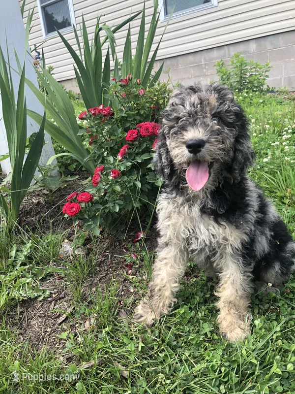 Starry – Goldendoodle puppy for sale in Augusta, WV
