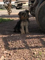 Flora, a female Yorkshire Terrier for sale in Augusta, WV – 2 of 9