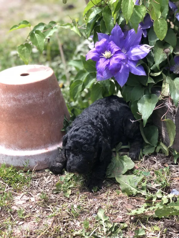 Midnight – Goldendoodle puppy for sale in Augusta, WV