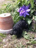 Midnight, a female Goldendoodle for sale in Augusta, WV – 1 of 8