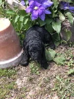 Midnight, a female Goldendoodle for sale in Augusta, WV – 2 of 8