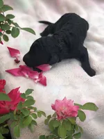 Midnight, a female Goldendoodle for sale in Augusta, WV – Photo 3 of 6