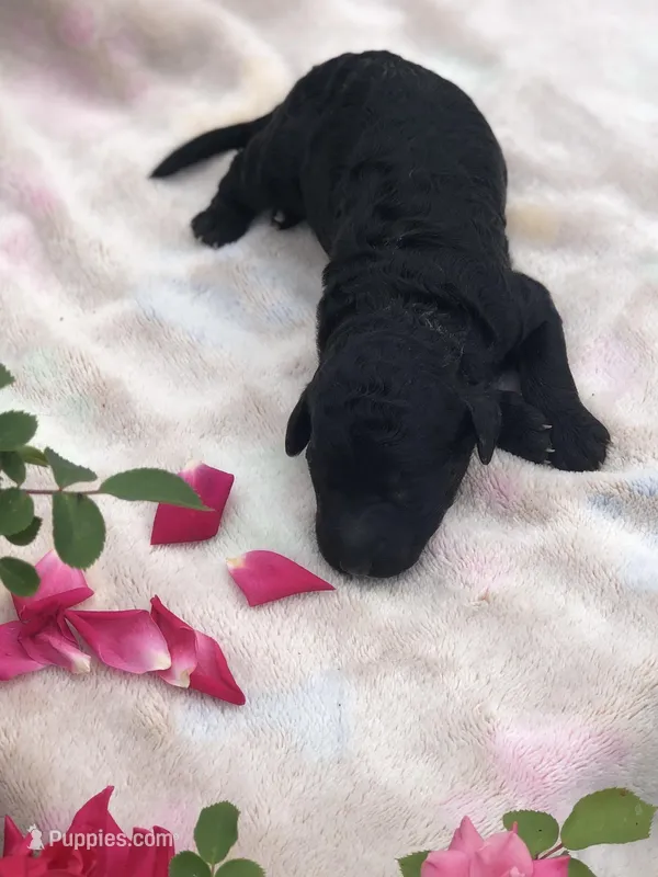 Midnight – Goldendoodle puppy for sale in Augusta, WV