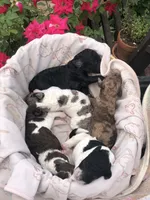 Midnight, a female Goldendoodle for sale in Augusta, WV – Photo 5 of 6