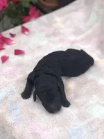 Midnight, a female Goldendoodle for sale in Augusta, WV – Photo 2 of 6