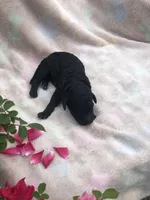 Midnight, a female Goldendoodle for sale in Augusta, WV – Photo 4 of 6