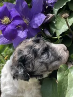 Frosty, a female Goldendoodle for sale in Augusta, WV – 3 of 7