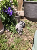 Daisy, a female Goldendoodle for sale in Augusta, WV – 5 of 5