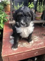 Ranger, a male Bernedoodle for sale in Augusta, WV – Photo 1 of 3