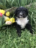 Ranger, a male Bernedoodle for sale in Augusta, WV – 6 of 9