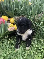 Ranger, a male Bernedoodle for sale in Augusta, WV – 7 of 9