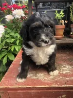 Ranger, a male Bernedoodle for sale in Augusta, WV – 5 of 9
