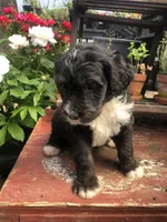 Ranger, a male Bernedoodle for sale in Augusta, WV – 4 of 9