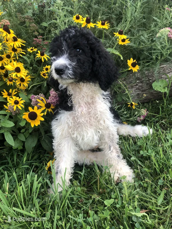 Roper – Goldendoodle puppy for sale in Augusta, WV