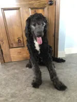Stetson, a male Bernedoodle for sale in Augusta, WV – 4 of 8