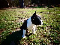 Alvin, a male Frenchton for sale in Augusta, WV – Photo 3 of 7