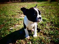 Alvin, a male Frenchton for sale in Augusta, WV – Photo 2 of 7