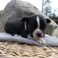 Alvin, a male Frenchton for sale in Augusta, WV – Photo 7 of 7