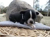 processed/f7806251-628b-4a2b-89ce-d357ed42c99f/listing/917d11e7-a8db-4ae9-8094-807311908f5b/1e9375d1-cb95-4b01-8b77-15efbc9cbcc1