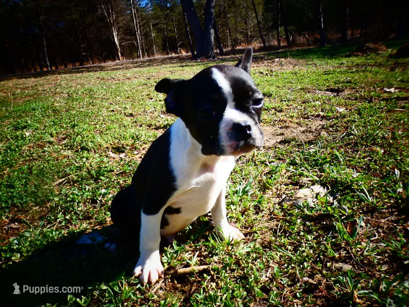 Alvin – Frenchton puppy for sale in Augusta, WV