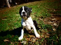 Alvin, a male Frenchton for sale in Augusta, WV – Photo 4 of 7