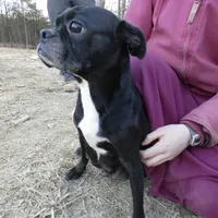 Alvin, a male Frenchton for sale in Augusta, WV – Photo 5 of 7