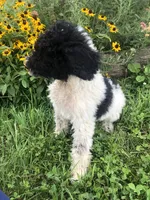 Oreo, a female Goldendoodle for sale in Augusta, WV – 2 of 10