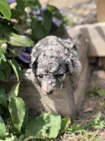 Daisy, a female Goldendoodle for sale in Augusta, WV – 2 of 5
