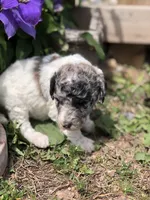 Frosty, a female Goldendoodle for sale in Augusta, WV – 2 of 7
