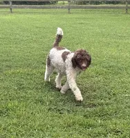 Cutie, a female Goldendoodle for sale in Augusta, WV – 1 of 5