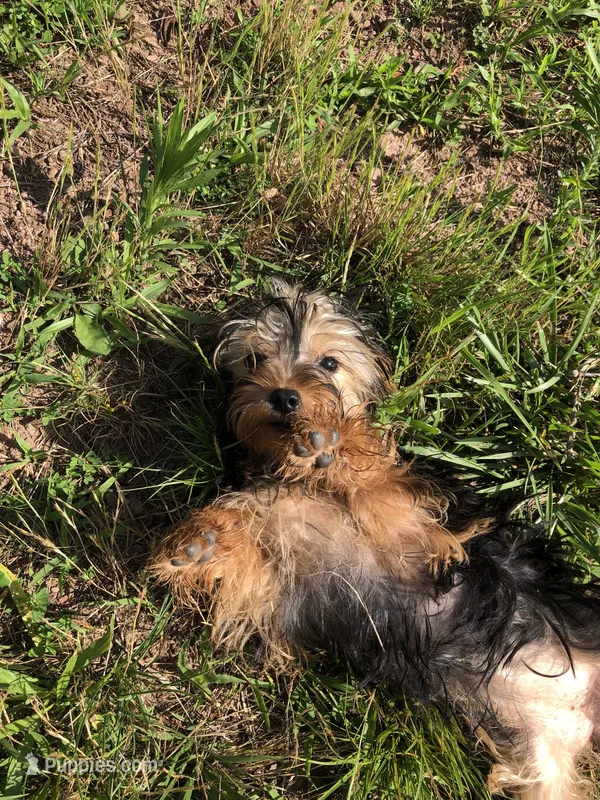 Flora – Yorkshire Terrier puppy for sale in Augusta, WV