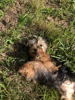 Flora, a female Yorkshire Terrier for sale in Augusta, WV – 1 of 9