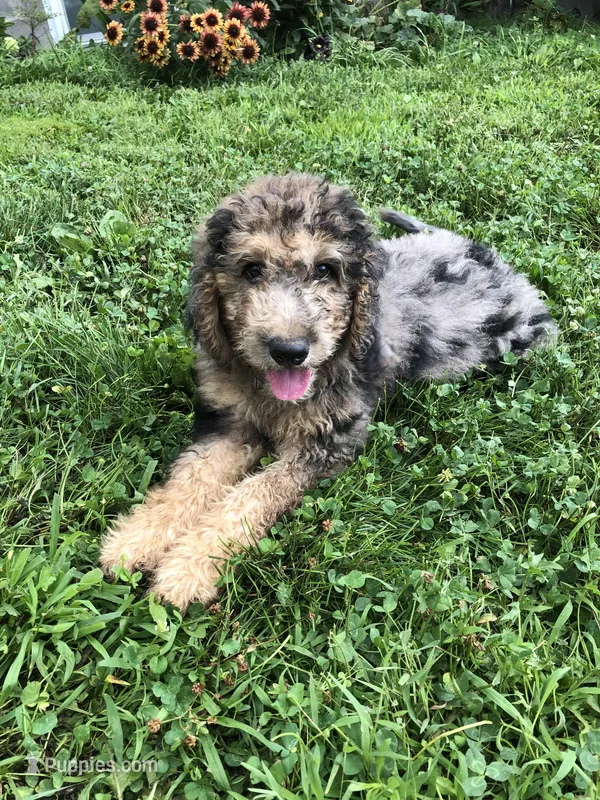 Buckeye – Goldendoodle puppy for sale in Augusta, WV
