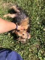 Sierra, a female Yorkshire Terrier for sale in Augusta, WV – 2 of 10