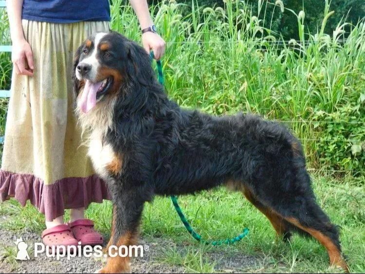 Standard Bernedoodles , a female Bernedoodle for sale in Augusta, WV – Photo 3 of 9