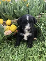 Scout, a male Bernedoodle for sale in Augusta, WV – 5 of 9