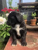 Scout, a male Bernedoodle for sale in Augusta, WV – 3 of 9