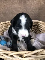 Standard Bernedoodles , a female Bernedoodle for sale in Augusta, WV – Photo 5 of 9