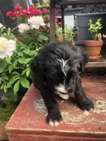 Scout, a male Bernedoodle for sale in Augusta, WV – 4 of 9
