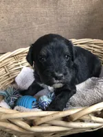 Standard Bernedoodles , a female Bernedoodle for sale in Augusta, WV – Photo 6 of 9