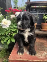 Scout, a male Bernedoodle for sale in Augusta, WV – Photo 1 of 4