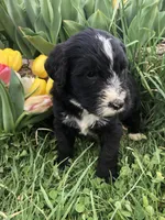 Scout, a male Bernedoodle for sale in Augusta, WV – 6 of 9