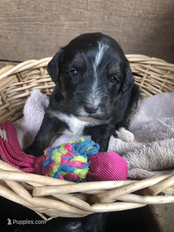 Standard Bernedoodles  – Bernedoodle puppy for sale in Augusta, WV