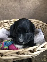 Standard Bernedoodles , a female Bernedoodle for sale in Augusta, WV – Photo 9 of 9