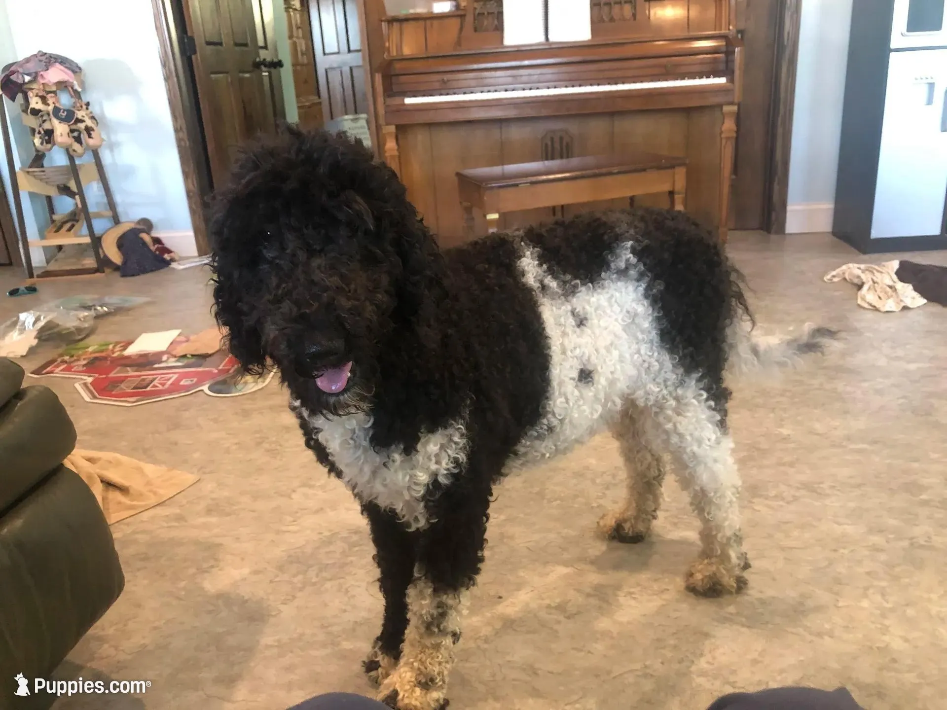 Standard Bernedoodles , a female Bernedoodle for sale in Augusta, WV – Photo 2 of 9