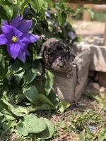 Starry, a female Goldendoodle for sale in Augusta, WV – 4 of 6