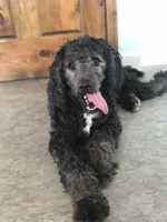 Stetson, a male Bernedoodle for sale in Augusta, WV – 2 of 8