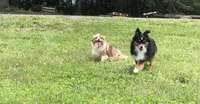 Akira, a male Toy Australian Shepherd for sale in Augusta, WV – 2 of 7