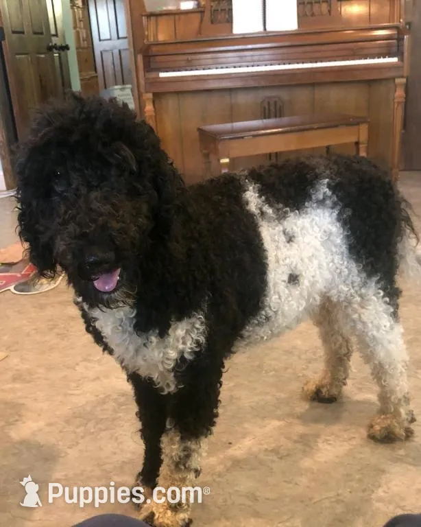 Ranger, a male Bernedoodle for sale in Augusta, WV – Photo 2 of 3