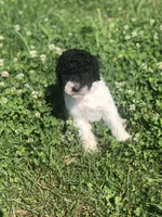 Cutie, a female Goldendoodle for sale in Augusta, WV – 4 of 5